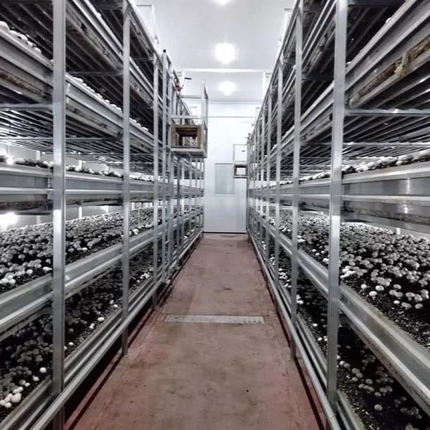 Mushroom Growing Shelves